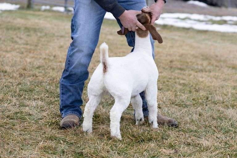 Next Level Livestock - Crossbred Wether
