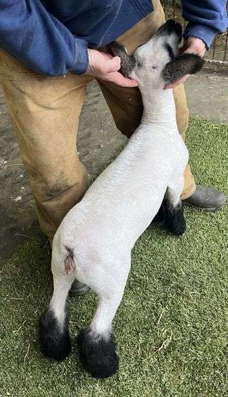 Coleman Club Lambs - Hamp Cross Ewe