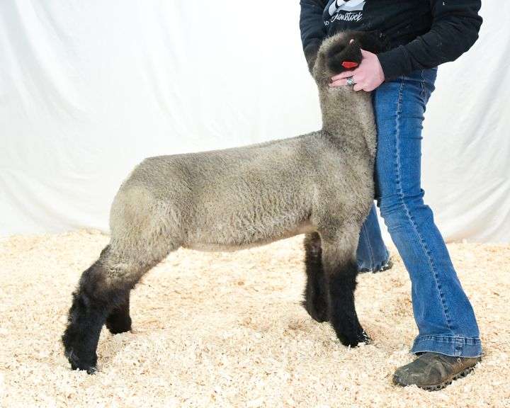 Shearer Show Stock - Crossbred Wether