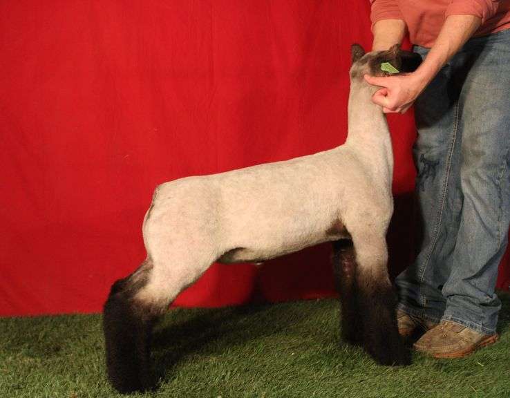 Shellhouse Club Lambs - Crossbred Wether
