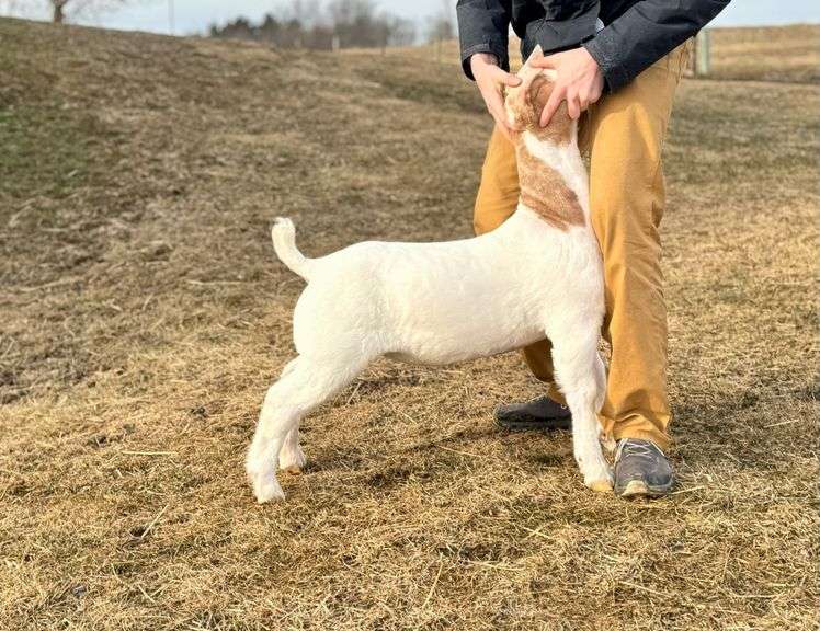 Lingle Boer Goats - Boer Wether