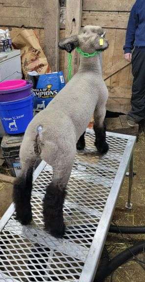 DS Family Farms Livestock - Crossbred Wether