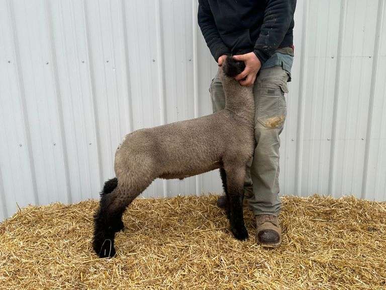 Howell Club Lambs - Crossbred Wether