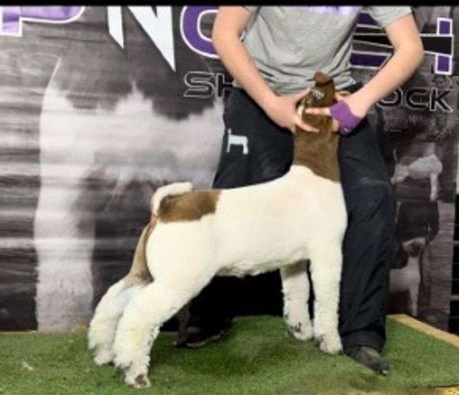 Topnotch Show Stock - Wether