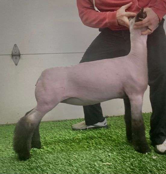 Cook Show Lambs - Crossbred Ewe