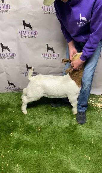 Maynard Boer Goats - Boer Wether