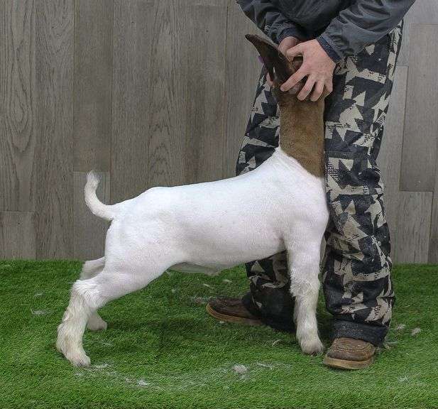 Black Swamp Boers - Crossbred Wether
