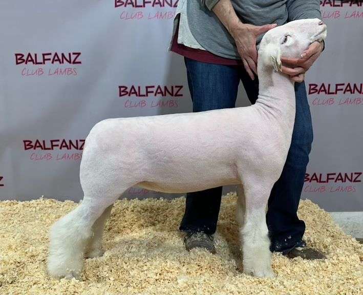Balfanz Club Lambs - Dorset Ewe