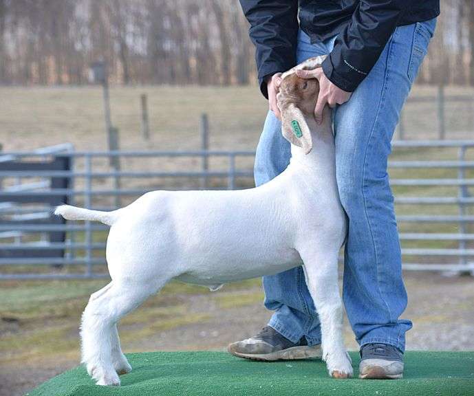 OSU Show Goats - Boer Wether