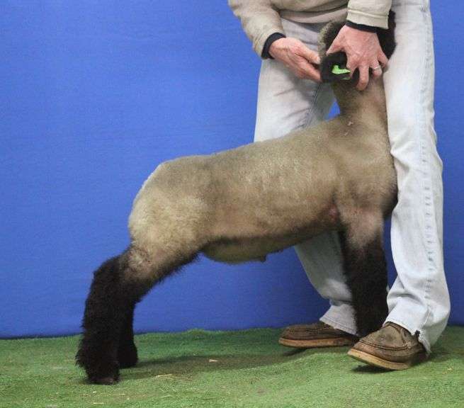 Johnson Squared Show Lambs - Hampshire Wether
