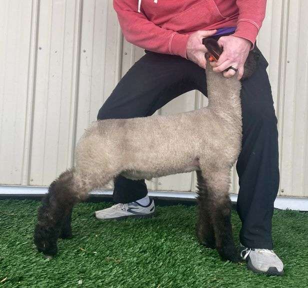 White & Gray Show Stock - Crossbred Wether