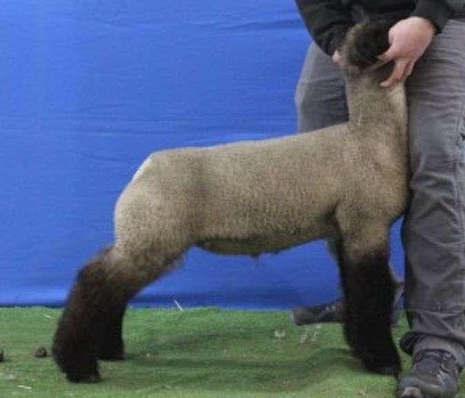 Johnson Genetics - Crossbred Wether