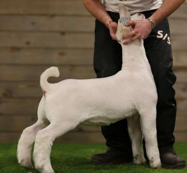 Alter Ego Show Goats - Boer Wether