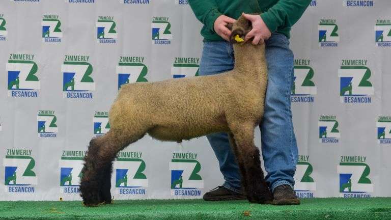 Zimmerly / Besancon Lambs - Crossbred Wether