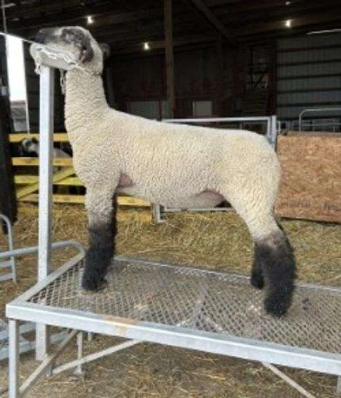 Big Springs Livestock - Crossbred Weather