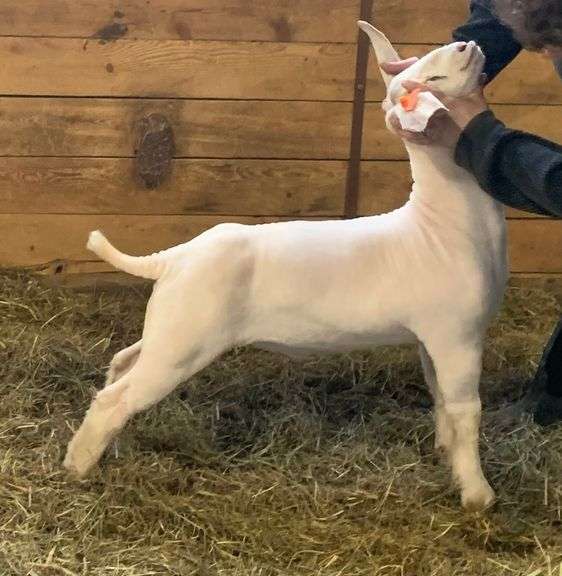 Irwin Show Goats - Crossbred Wether