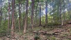 Wayne County 126.9-Acre Wooded Retreat Auction