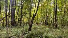 Wayne County 126.9-Acre Wooded Retreat Auction
