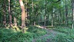 Wayne County 126.9-Acre Wooded Retreat Auction