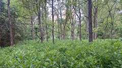 Wayne County 126.9-Acre Wooded Retreat Auction