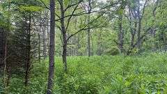 Wayne County 126.9-Acre Wooded Retreat Auction