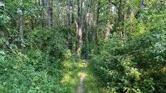 Wayne County 126.9-Acre Wooded Retreat Auction
