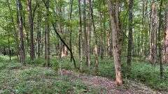Wayne County 126.9-Acre Wooded Retreat Auction