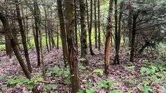 Wayne County 126.9-Acre Wooded Retreat Auction