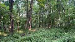 Wayne County 126.9-Acre Wooded Retreat Auction