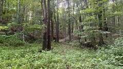 Wayne County 126.9-Acre Wooded Retreat Auction