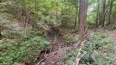 Wayne County 126.9-Acre Wooded Retreat Auction