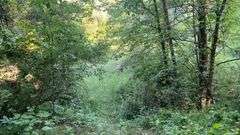 Wayne County 126.9-Acre Wooded Retreat Auction