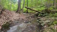 Wayne County 126.9-Acre Wooded Retreat Auction