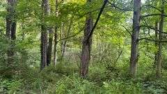 Wayne County 126.9-Acre Wooded Retreat Auction