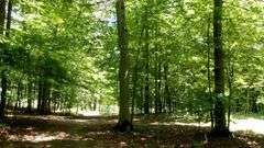 Great Ashland County Absolute Home & Land Auction