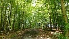 Great Ashland County Absolute Home & Land Auction