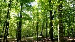 Great Ashland County Absolute Home & Land Auction