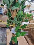 7' Tall Artificial Ficus Tree w/ Pot | Open Box