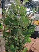 7' Tall Artificial Ficus Tree w/ Pot | Open Box