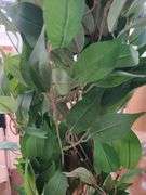 7' Tall Artificial Ficus Tree w/ Pot | Open Box