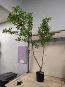 AFAND Artificial Garden Tree, 6' | Open Box | (See Condition Notes)