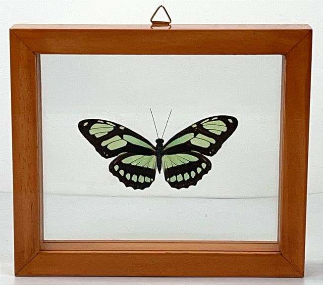 Animal Print Butterfly in Shadowbox 6x6
