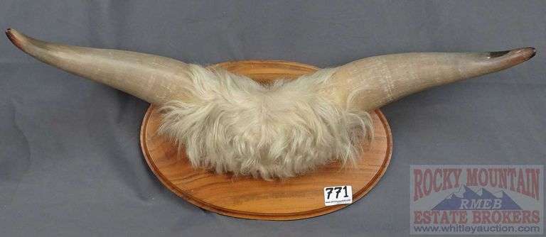 Nice Mounted Highland Cow? Horns. 26" Wide.