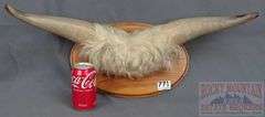 Nice Mounted Highland Cow? Horns. 26" Wide.