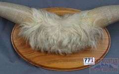Nice Mounted Highland Cow? Horns. 26" Wide.