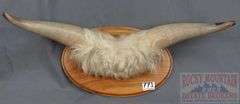 Nice Mounted Highland Cow? Horns. 26" Wide.