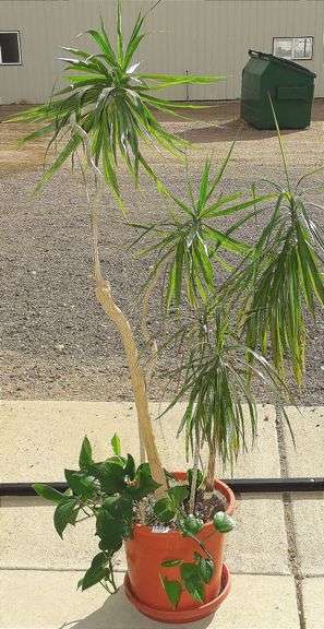 Nice Potted Palm & Philodendron.  SEE DESCRIPTION FOR SPECIAL LOCATION!