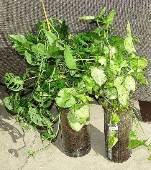 2 House Plants in Glass Vases. Both for one money.  SEE DESCRIPTION FOR SPECIAL LOCATION!