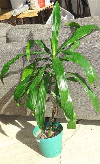 Nice Potted House Plant.  SEE DESCRIPTION FOR SPECIAL LOCATION!