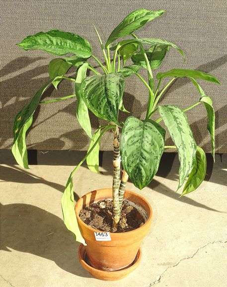 Nice Potted House Plant.  SEE DESCRIPTION FOR SPECIAL LOCATION!